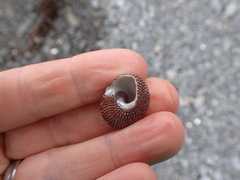 Maurea punctulata