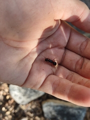 Camponotus sansabeanus
