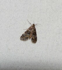 Elophila obliteralis