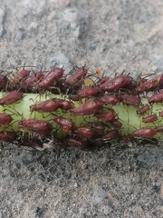Macrosiphini