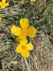 Eschscholzia