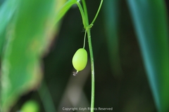 Zehneria japonica