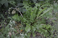 Taraxacum officinale