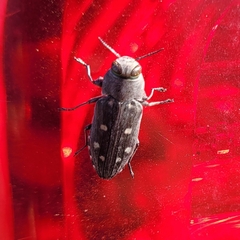 Chrysobothris octocola