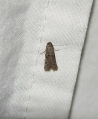 Phycitodes reliquellum