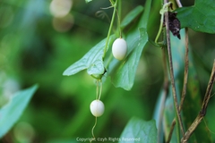 Zehneria japonica