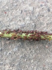 Macrosiphini