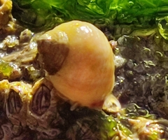 Littorina