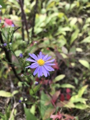 Symphyotrichum oolentangiense