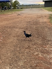 Porphyrio melanotus