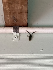Rhipidocerus australasiae