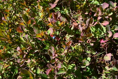 Vaccinium cespitosum