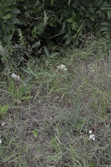 Achillea millefolium