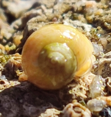 Littorina