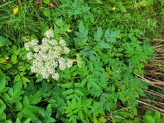 Aegopodium podagraria