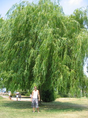Salix babylonica