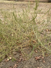 Amaranthus albus
