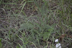 Achillea millefolium