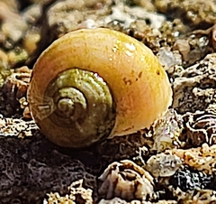 Littorina