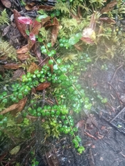 Gaultheria hispidula