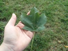 Vasates aceriscrumena