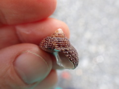Maurea punctulata