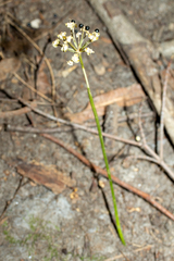 Allium tricoccum