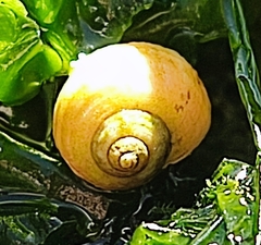 Littorina