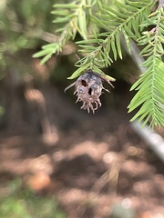 Taxodiomyia cupressiananassa