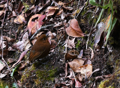 Grallaria occabambae