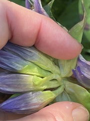 Gentiana rubricaulis