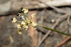 Allium tricoccum