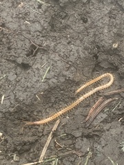 Geophilidae