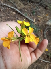 Erysimum capitatum