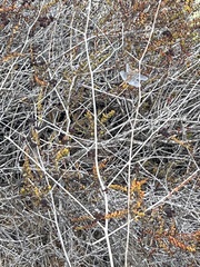 Pantala hymenaea