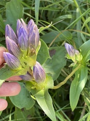 Gentiana rubricaulis