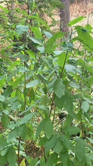 Oemleria cerasiformis