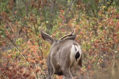 Odocoileus hemionus californicus