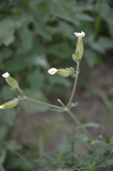 Silene latifolia alba