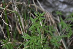 Galium trifidum