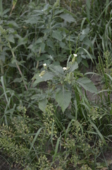Silene latifolia alba