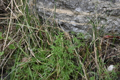 Galium trifidum