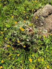 Coryphantha elephantidens