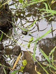 Lithobates clamitans