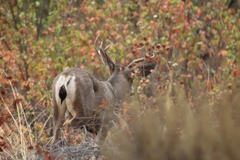 Odocoileus hemionus californicus
