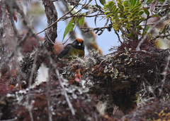 Atlapetes melanolaemus