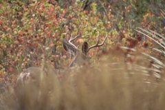 Odocoileus hemionus californicus