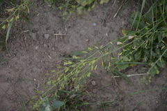 Capsella bursa-pastoris