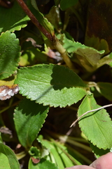Leptarrhena pyrolifolia