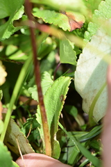 Leptarrhena pyrolifolia